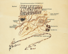 1948: Reckeweg develops an innovative therapeutic concept